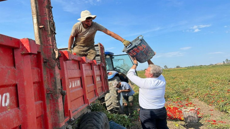 AK Partili Canbey domates hasadında